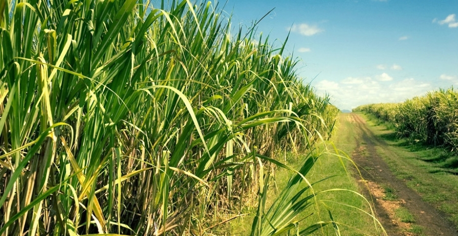 Cana-de-açúcar - Foto: Reprodução/Internet