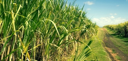 Safra de cana-de-açúcar em Alagoas entra na reta final com perspectiva de redução