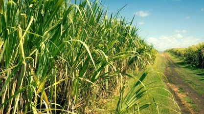 Safra de cana-de-açúcar em Alagoas entra na reta final com perspectiva de redução