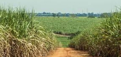 Agricultura digital e transformação do agro brasileiro