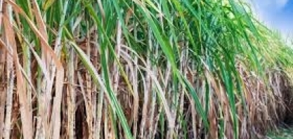 Produção de açúcar da Índia cai 1,2% no acumulado da safra, diz associação