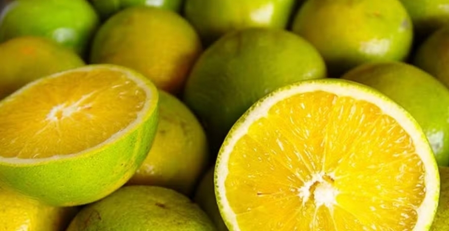 laranjas-laranja-pera-citros-citricultura — Foto: Ceagesp / Divulgação 