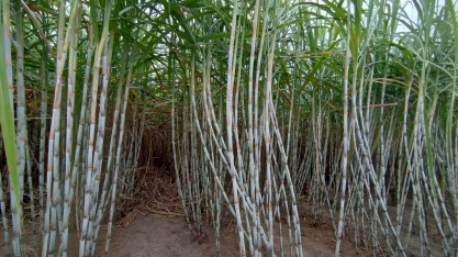 Variedade RB08791 conquista canaviais de AL