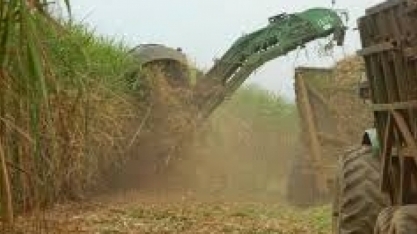 Locadora de veículos oferta 200 vagas em operações de cana-de-açúcar na região de Uberaba