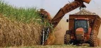 Cana-de-açúcar/IEA: safra 2022/23 em São Paulo foi 2,46% maior, de 431,11 milhões de toneladas