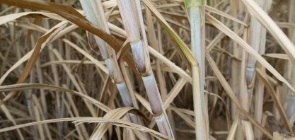 Déficit global de açúcar na safra 2024/25 pode chegar a 4,3 milhões de toneladas