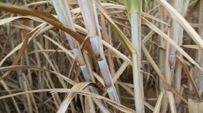 Déficit global de açúcar na safra 2024/25 pode chegar a 4,3 milhões de toneladas