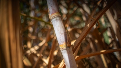 Femec 2024 vai discutir a temática dos biocombustíveis pela primeira vez; entenda