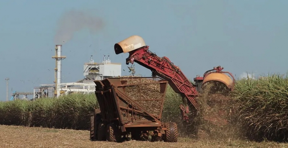Usinas devem preferir moer cana para produzir açúcar em 2024/25 — Foto: Wenderson Araujo/CNA