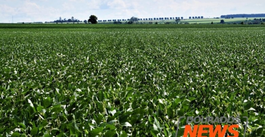 Atualmente, o Brasil é o maior importador mundial desse tipo de produto; proposta será analisada pela Câmara - Crédito: Hedio Fazan/Dourados News