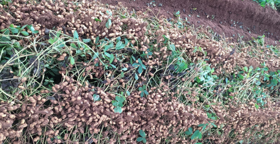 Campo de amendoim. Foto: Guilherme Uitdewilligen