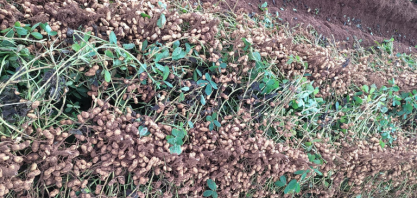 Cultura do amendoim vive ‘evolução gigantesca’ com sementes certificadas