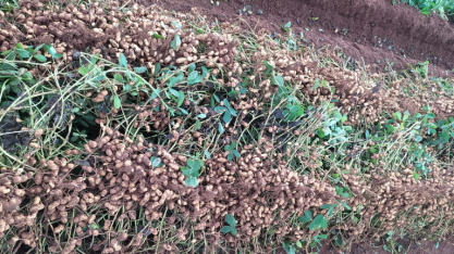 Cultura do amendoim vive ‘evolução gigantesca’ com sementes certificadas