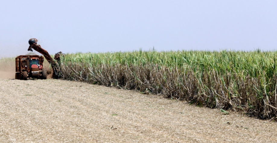 Plantação de cana-de-açúcar, matéria-prima do etanol. Biocombustível pode ser usado na produção de hidrogênio verde. REUTERS/Paulo Whitaker