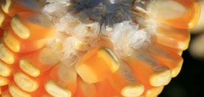 Datagro revisa para cima estimativa sobre a produção brasileira de etanol de milho em 2024/25