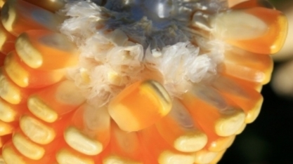 Datagro revisa para cima estimativa sobre a produção brasileira de etanol de milho em 2024/25