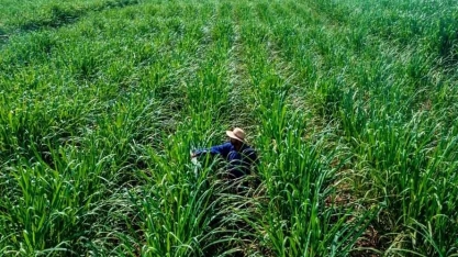 Nuseed aposta em ‘cana energia’ para áreas pouco férteis e secas
