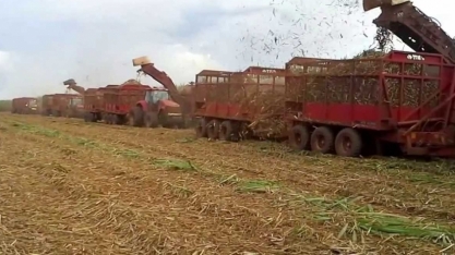 Nova safra de cana-de-açúcar do Brasil deve cair 8,5%, diz USDA