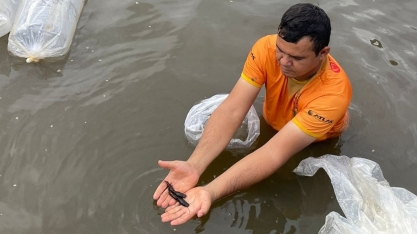 Usina Uruaçu faz repovoamento de lagoa com alevinos