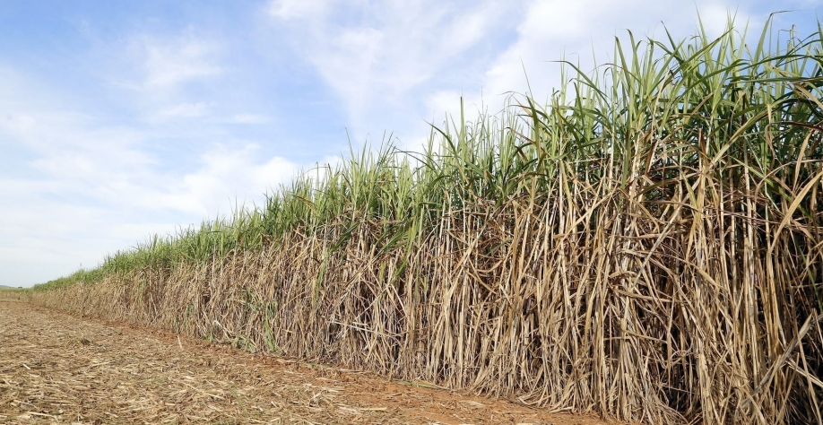 Cultivo de cana-de-açúcar (Foto: João Lima/Pixabay)