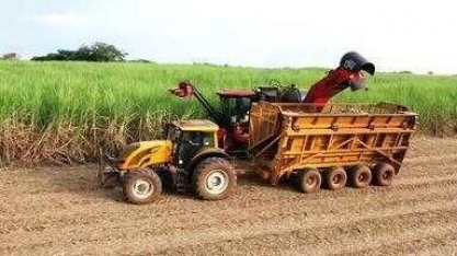 Safra da cana movimenta usinas do interior de SP
