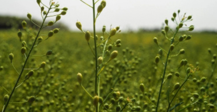 Cultivo de camelina tem potencial para 400 mil hectares nos próximos anos, nos EUA. Divulgação