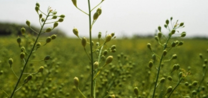 Briga de titãs: como a multibilionária ExxonMobil entrou nos biocombustíveis e agora dá seu xeque-mate