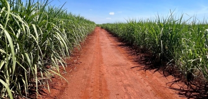 Ampliação do capital externo altera cenário do setor sucroenergético