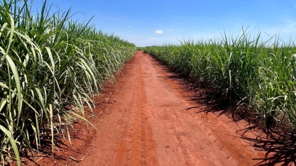 Ampliação do capital externo altera cenário do setor sucroenergético