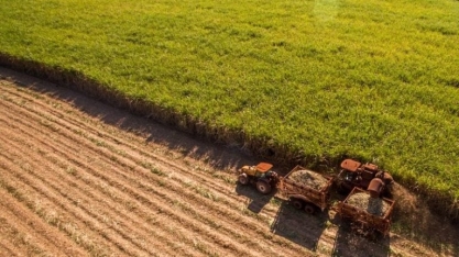 Tereos faz hedge de 80% da produção de açúcar e prevê início antecipado da safra no Brasil