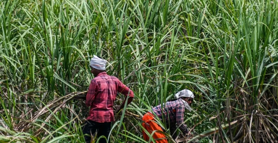 Índia avalia destinar quantia maior de açúcar para a produção de etanol, dizem fontesÍndia é o segundo maior produtor de açúcar 