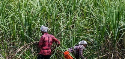 Índia avalia destinar volume maior de açúcar à produção de etanol, dizem fontes