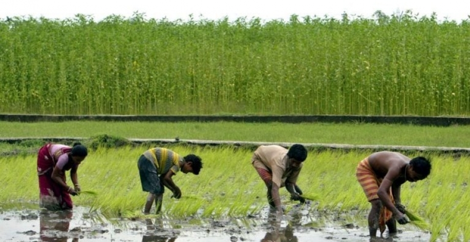 Agricultores plantam arroz após monções em Siliguri, Índia. Rupak De Chowdhuri/Reuters