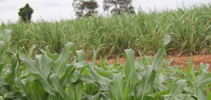 Reforma de canavial com milho: desafios e oportunidades para o produtor