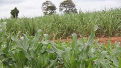 Reforma de canavial com milho: desafios e oportunidades para o produtor