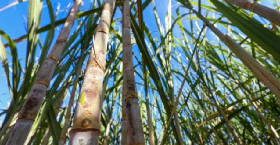 Esta será a segunda unidade do setor sucroenergético a investir neste tipo de energia em Mato Grosso do Sul - Crédito: Saul Schramm/Divulgação