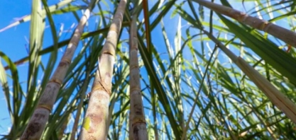 MS entra na nova fronteira de energias renováveis rumo ao Estado Carbono Neutro