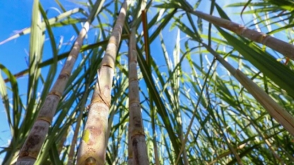 MS entra na nova fronteira de energias renováveis rumo ao Estado Carbono Neutro