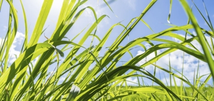 Safra de cana 2024/25 entra em campo com risco de perder produtividade