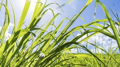 Safra de cana 2024/25 entra em campo com risco de perder produtividade