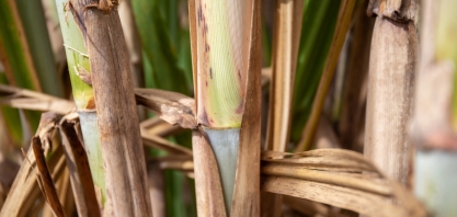 Plataforma Selo Verde é atualizada com dados da plantação de cana-de-açúcar em Minas