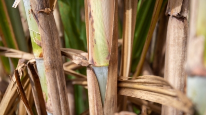 Plataforma Selo Verde é atualizada com dados da plantação de cana-de-açúcar em Minas