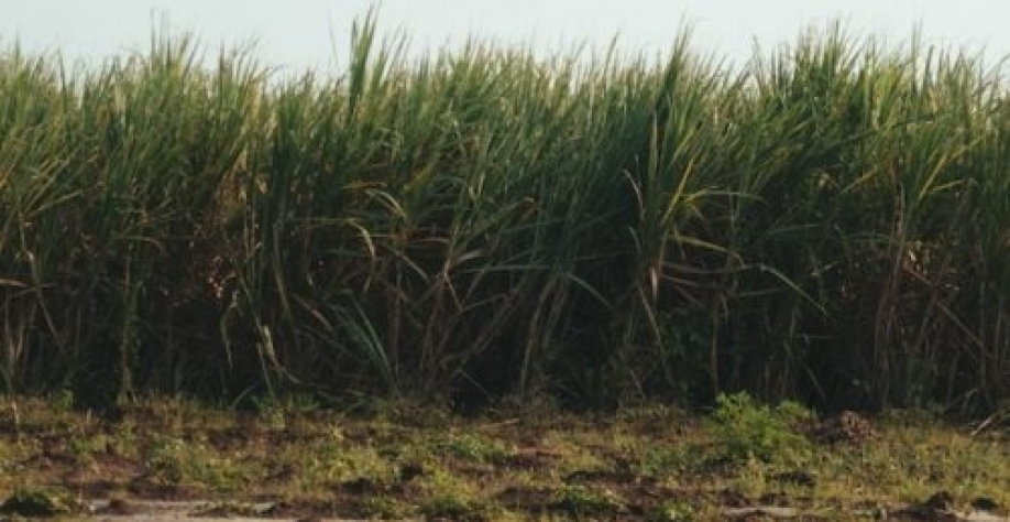 Imagem ilustrativa - Foto: Divulgação Czarnikow