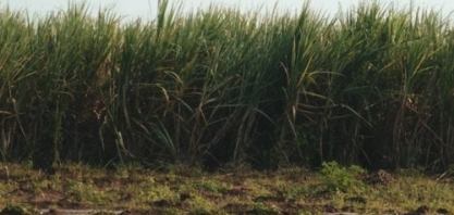 Consecana-AL/SE: ATR de março tem variação superior a 12% face a fevereiro