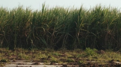 Consecana-AL/SE: ATR de março tem variação superior a 12% face a fevereiro