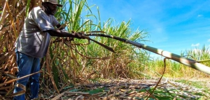 Minas Gerais bate recorde em cana-de-açúcar