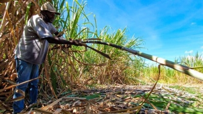 Minas Gerais bate recorde em cana-de-açúcar