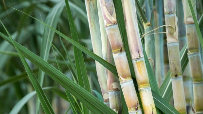 Estudo aponta híbrido flex como rota mais eficiente para descarbonizar carros