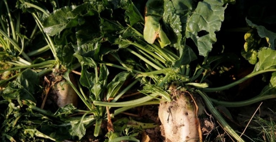 O amarelo da beterraba é transmitido por pulgões e pode causar graves perdas de produtividade. Reuters 