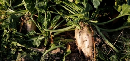 França permitirá que agricultores usem mais pesticidas para proteger produção de açúcar